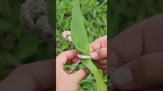 How to make a haku lei #hawaii #lei #shorts