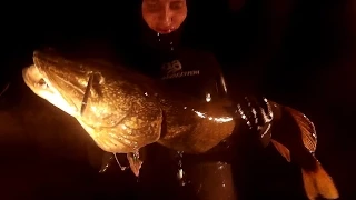 Подводная охота на Волге 2015!трофейная щука 10кг,судак.