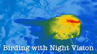 Birding with Night Vision - Zeiss Thermal Optics