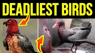 10 Deadliest Birds in Existence - Most Dangerous Birds on Earth - You Won't Believe #7!