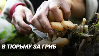 В тюрьму за сбор грибов: в России ввели уголовное наказание за сбор редких видов