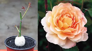 Surprised With How To Grow Roses With Chicken Eggs Quickly And Effectively