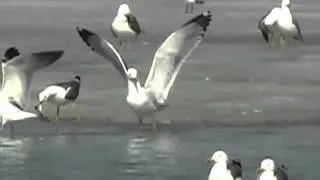 Larus cachinnans.flv