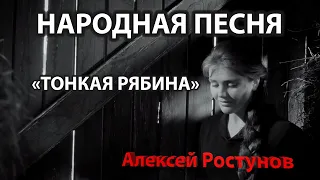 Песня Тонкая рябина  @AlexeyRostunov