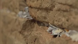 What is the Western Wall?