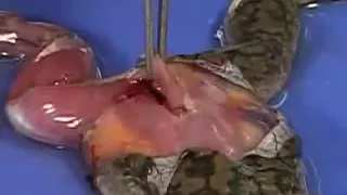 Frog sciatic nerve dissection