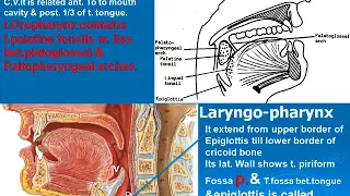 97  Oro pharynx  laryngo pharynx