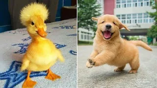 Animals SOO Cute! AWW Cute baby animals Videos Compilation Funniest and Cutest moment of animals #20