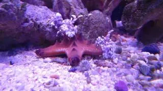 Harlequin Eating Chocolate Chip Sea Star