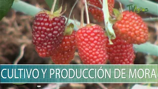 Cultivo y produccion de mora - TvAgro por Juan Gonzalo Angel Restrepo