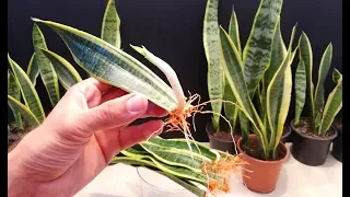 How to Propagate a Snake Plant in water very easy / Sanseveria