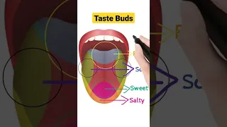 Tongue|Taste Buds #youtube #shorts #youtubeshorts #youtubeeducation #shortsfeed #bodyfacts #trending