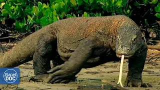Knowing the Komodo dragon, one of the animals most feared by man