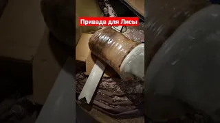 Привада для лисы