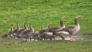 Greylag Goose Family with 11 Goslings