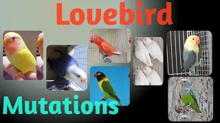 Lovebirds Mutations | Different types of Lovebirds #love4birds