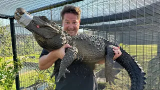 New Crocodile Enclosures!!!