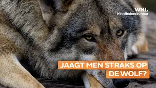 Valt de Nederlandse wolf binnenkort ook ten prooi aan wildstroperij?