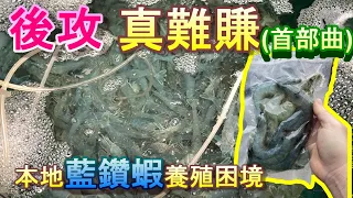 【藍鑽的藍鑽的難賺蝦】你有聽說過國外高級白蝦品牌藍鑽蝦嗎?其實台灣就能夠生產出來，雖然比較好吃，但生產成本也比較高，一直以來都比較弱勢的存在。
