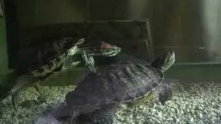 turtles breeding