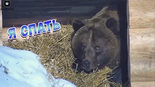 Наш Мансурка лёг спать, надеемся до весны🐻😴