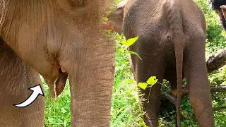 Emergency care treatment to poor elephant with injured mouth after being a victim of explosive bait