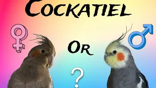 Cockatiel female or male?