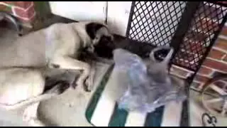 Ultimate Funny Guilty Dog Video Compilation 2013 NEW HD