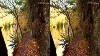 Ultra HD 3D Film  SEPTEMBER FOREST WALK 4K Resolution