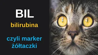 Bilirubina - żółty barwnik rozpadu hemu - marker żółtaczki