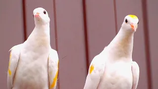 Приучаю молодых голубей к своей территории. I teach young pigeons to my territory.