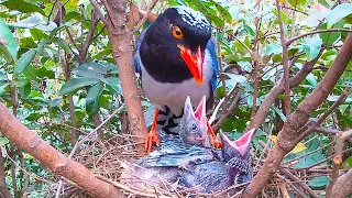 The trick of cuckoo bird parasitism has been seen through杜鹃鸟寄生被红嘴蓝鹊识破？前额有啄痕，被扔出了鸟窝