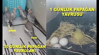 Sultan papağanı yavrularının 30 günlük gelişimi, Papağan yavruları 30 günde nasıl büyüyor