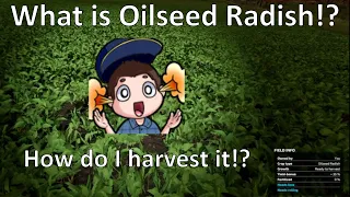 What is Oilseed Radish!?  How do I harvest it!?