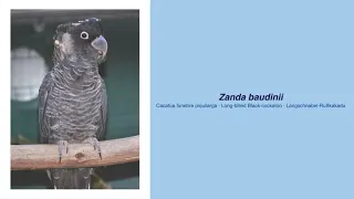 350 Parrot Species - #55 Zanda baudini