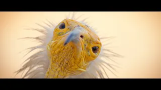 The Vulture - Socotra Island from above