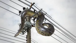 Insane Moments Animals Get Electrocuted
