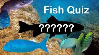 PESCI DEL MEDITERRANEO: IL QUIZ! Mettiti alla prova: quanto conosci i pesci del Mediterraneo?