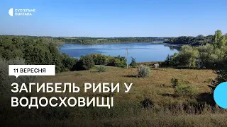 Загибель риби у Троянівському водосховищі на Полтавщині: стала відома причина