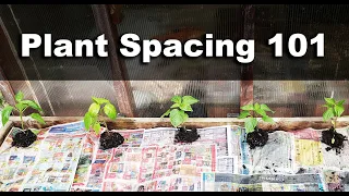 How To Space Your Veggie Plants - Plant Spacing 101