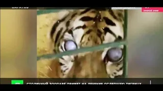 Спасение слепой тигрицы (Аврора)