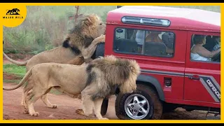 15 Times Safaris Have Gone Wrong And Caught On Camera