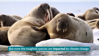 Protecting Walrus Habitat