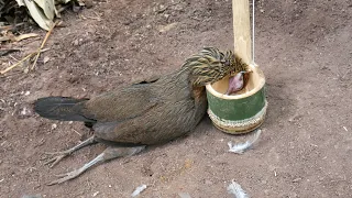 Creative Awesome Wild Chicken Trap in the Jungle Using Bamboo Work Very Well