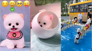 Tik Tok Chó Phốc Sóc Mini 😍 Funny and Cute Pomeranian #204