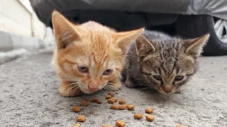 Two motherless timid kittens trying to get along with me