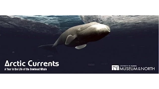Arctic Currents: A Year in the Life of the Bowhead Whale (English)