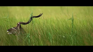 Okavango   Trailer