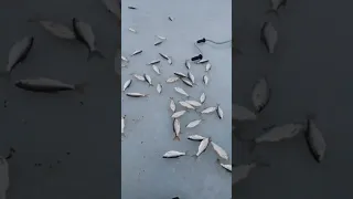 Зимняя рыбалка на воблу
