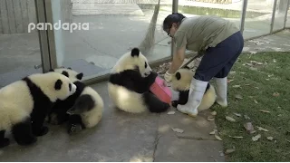 Panda cubs and nanny Mei’s war Ⅱ